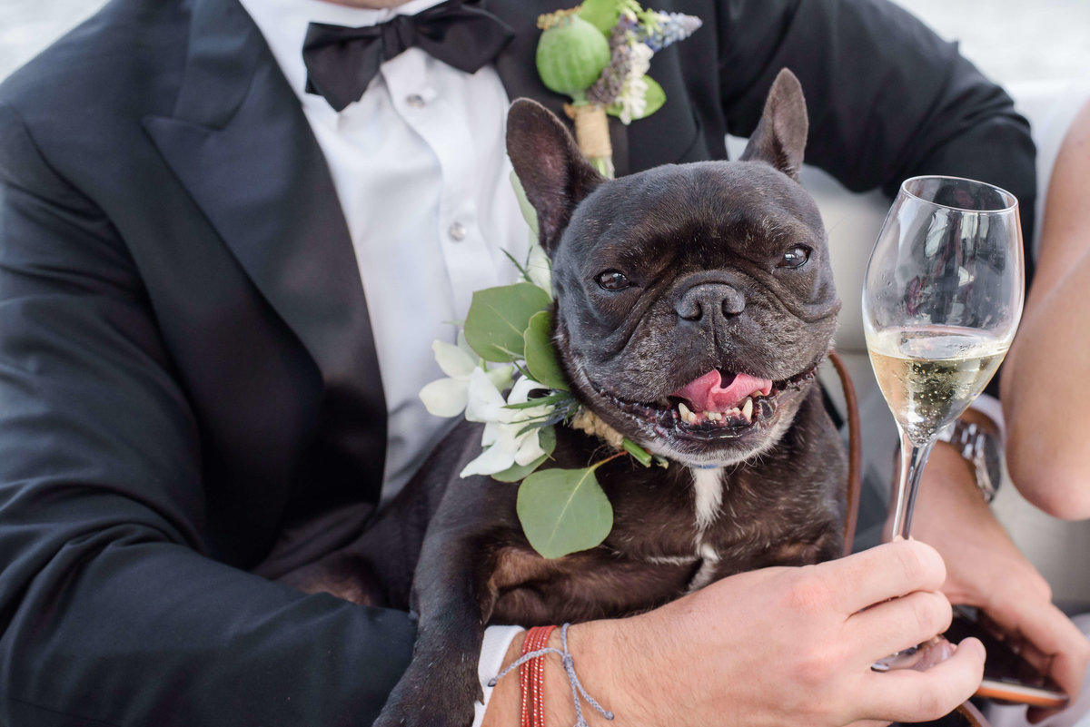 French Bulldog wearing flower collar on his way to the wedding reception at the Carlouel Yacht Club in Tampa, FL