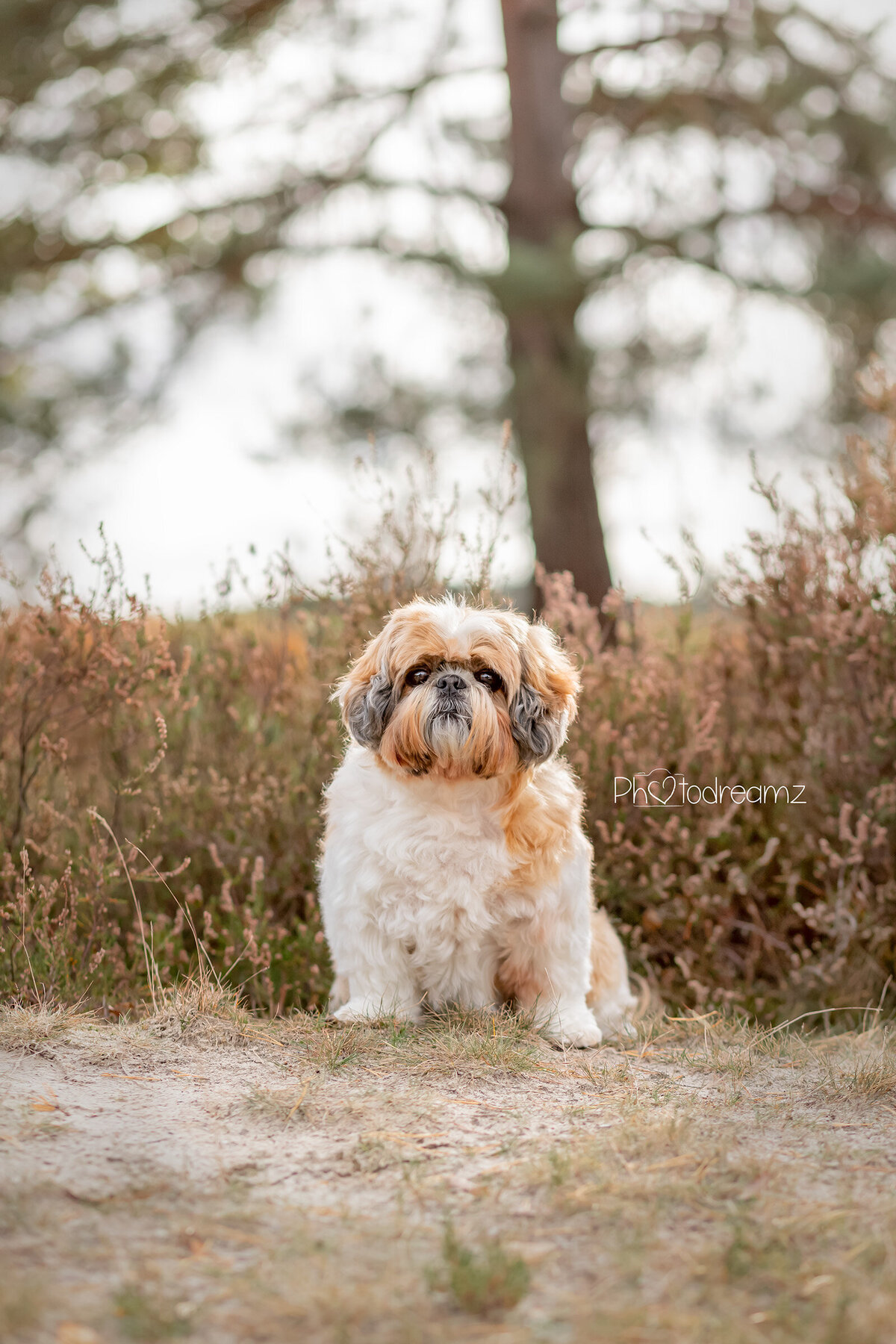 Fotoshoot-honden-limburg-shihtzu08