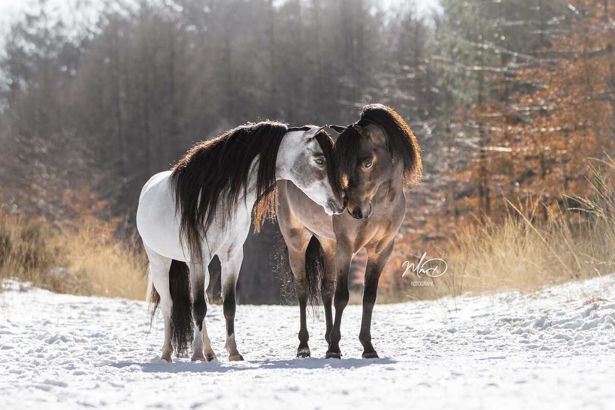 paardenfotograaf friesland (4)