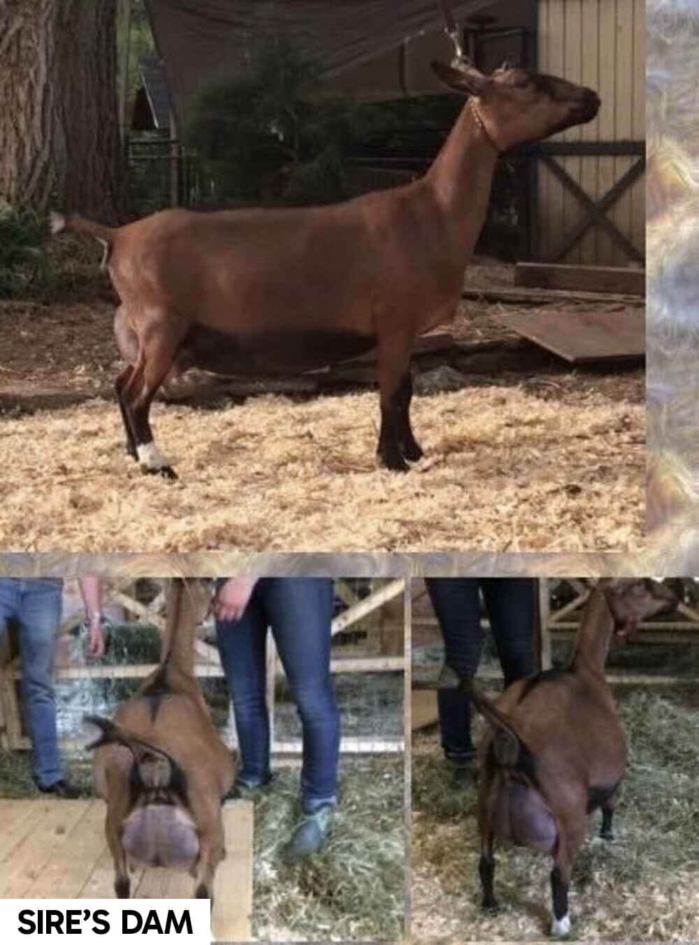 nigerian-dwarf-goat-melba-sires-dam