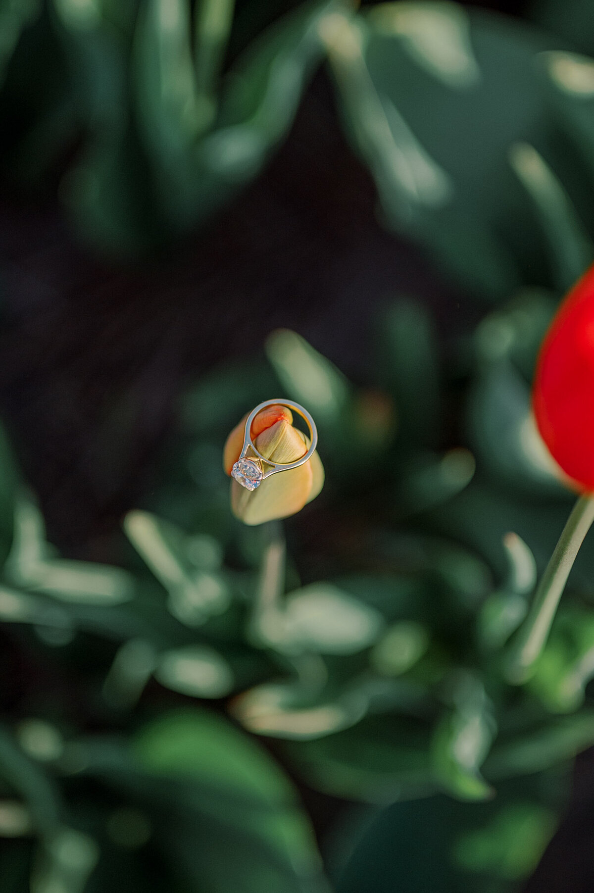 tulip-field-proposal-amsterdam-004