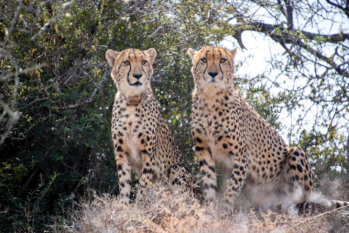 cheetah at kuzuko