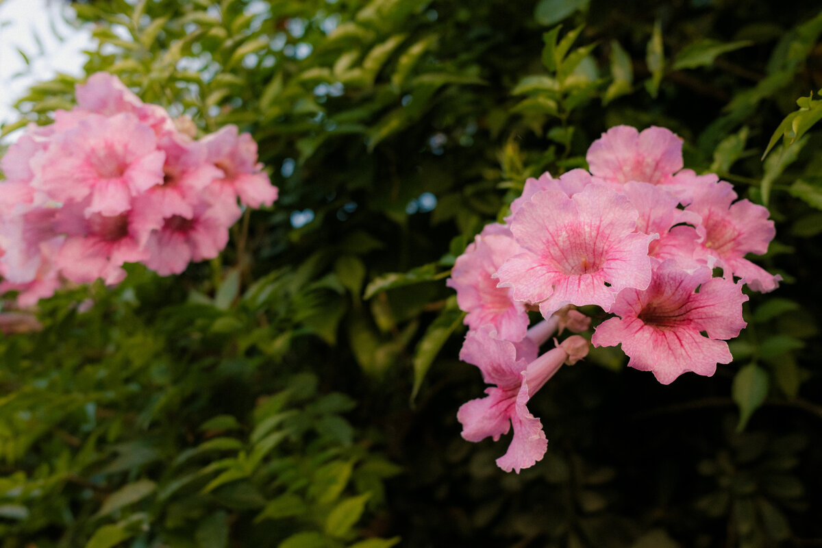 kaboompics_free-nature-backgrounds-tropical-plants-and-palms-mediterranean-warm-tones-wallpapers-37877