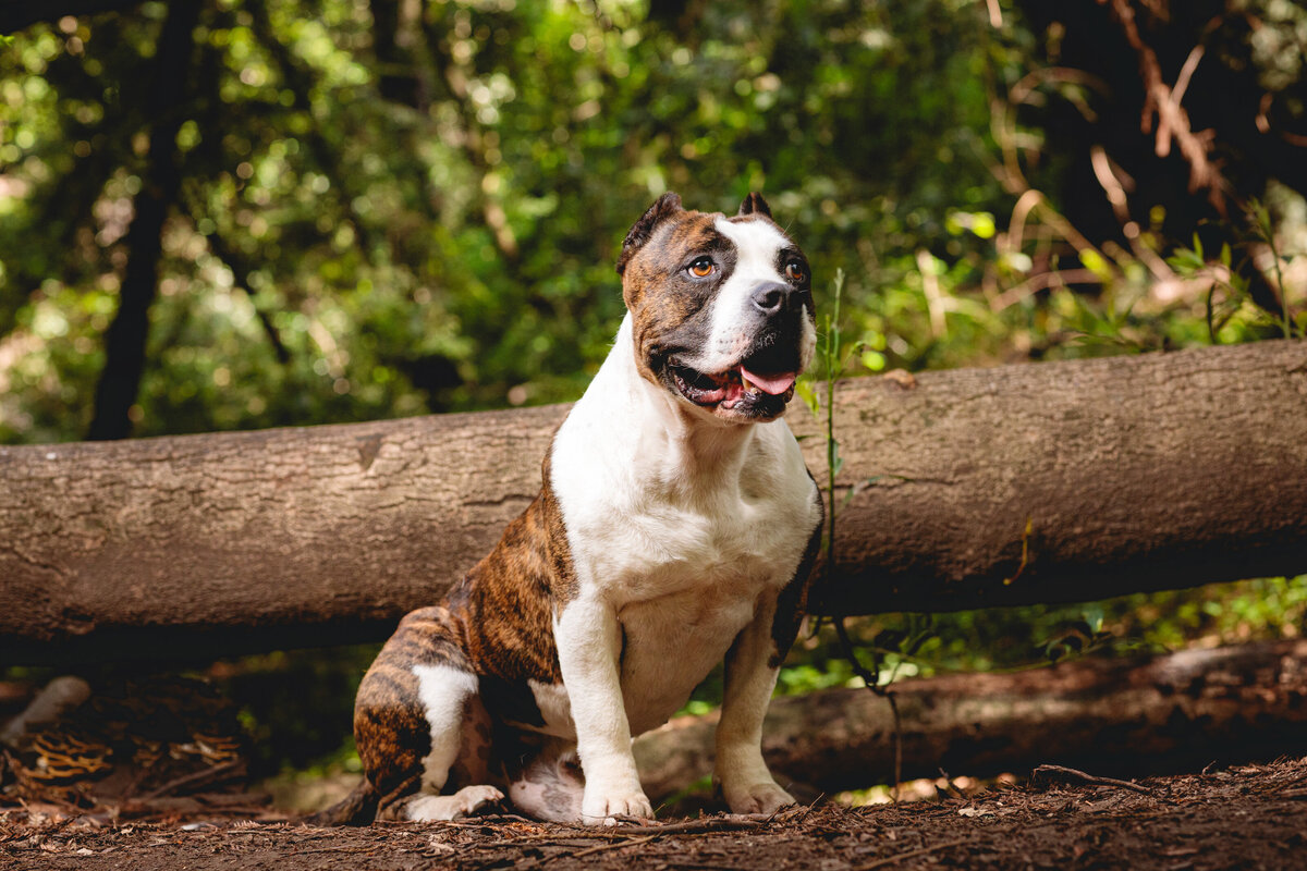 Photogra-V Portfolio Sacramento County Dog Photography-17