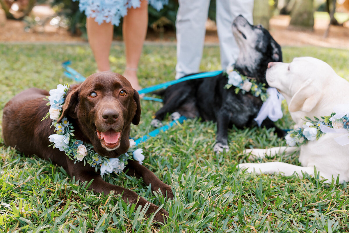 miranda-rose-photo-florida-elopement-gizella-kopsick-park-chantilly-chic-celebrations-5