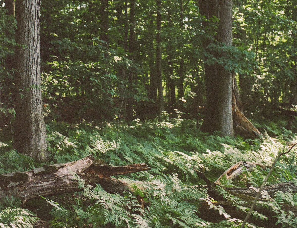 film forest photography with abundant ferns, verdant green, lush Michigan forest