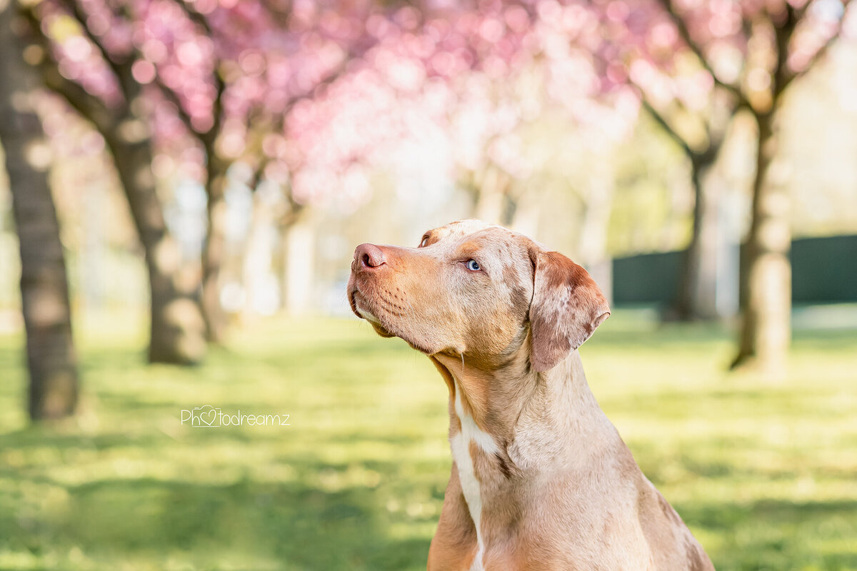 Bloesem hondenfotoshoot Catahoula leopard dog