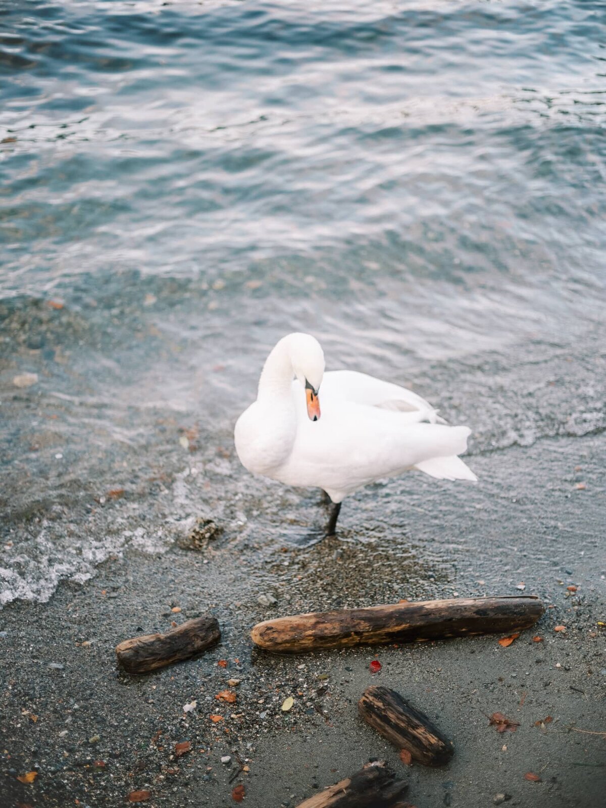Swans on Lake Como Wedding Photographer