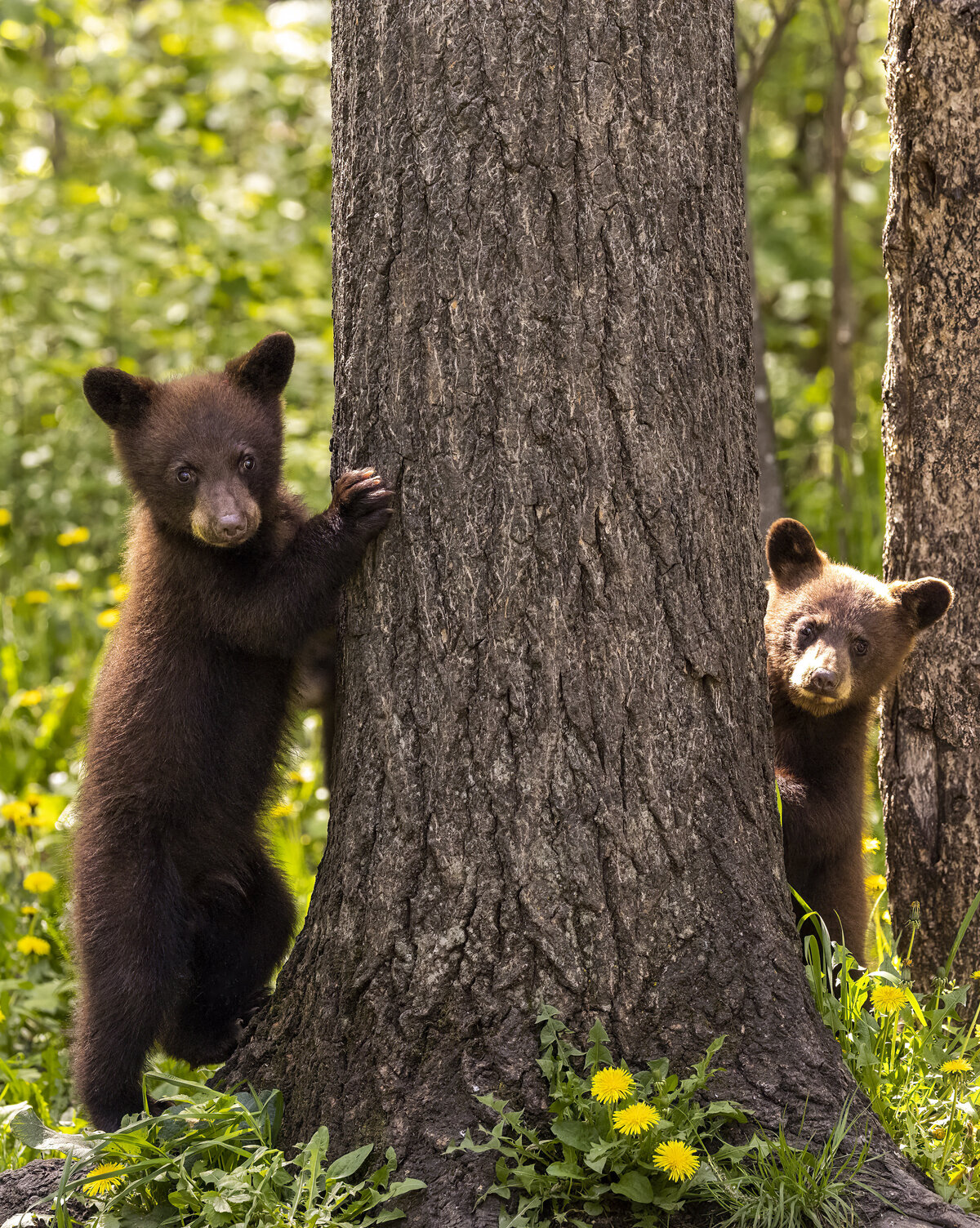 028_Bears_Bob & Dawn Davis Photography