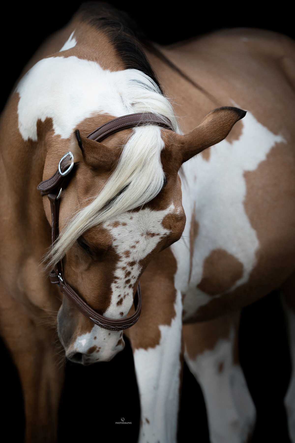 Fine-art fotografie met paard
