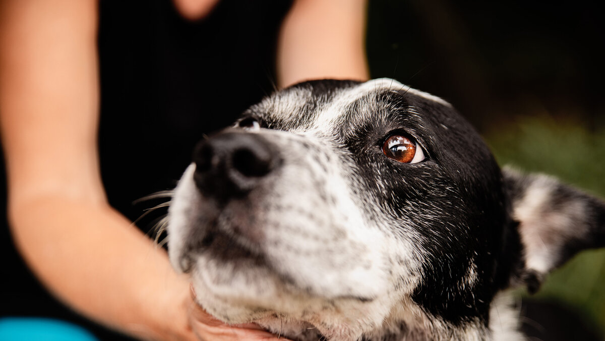 old border collie