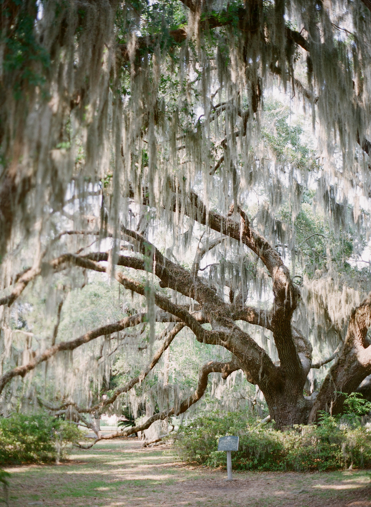 MelissaSchollaert-JekyllIsland-60