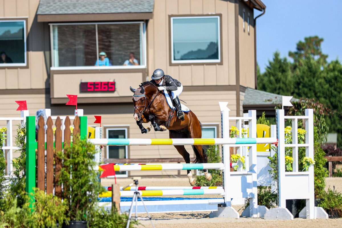 A bay horse jumping a large oxer at the Carolina Horse Park in Raeford, North Carolina during an event.
