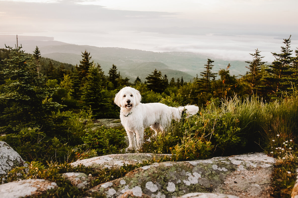 Cadillac mountain with dog