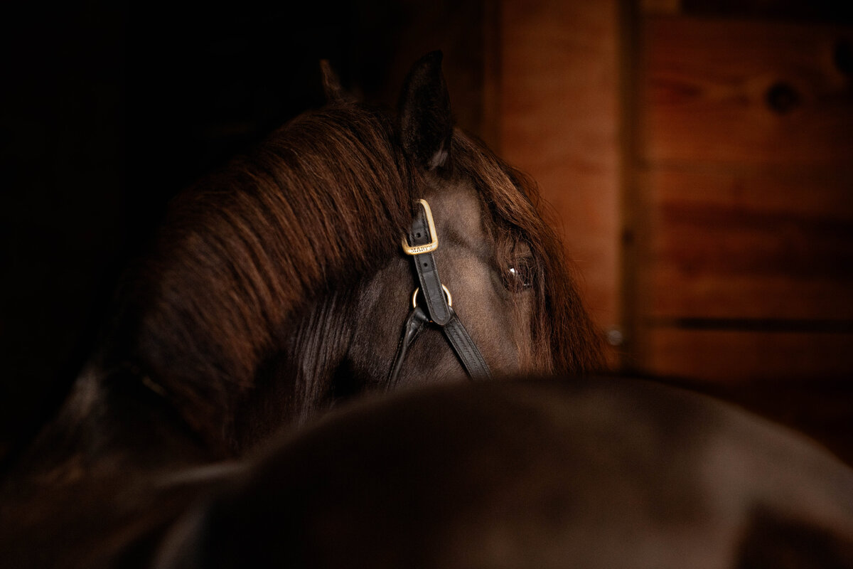 equine photographer near me hempstead tx photographer