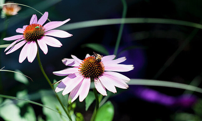 Close-up of two pink coneflowers (Echinacea) with dark centers, set against a blurred background of green and purple foliage.