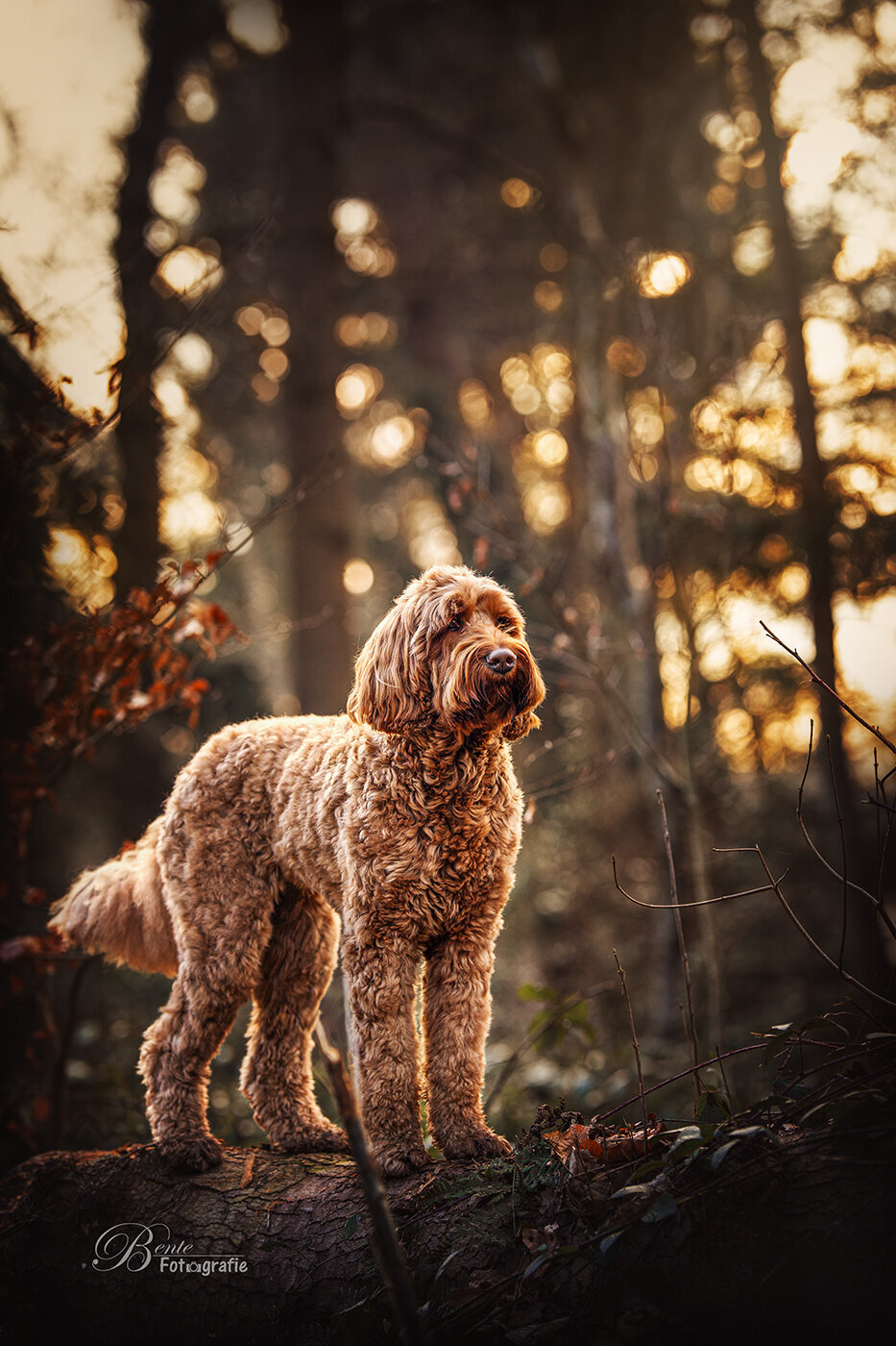 Honden foto