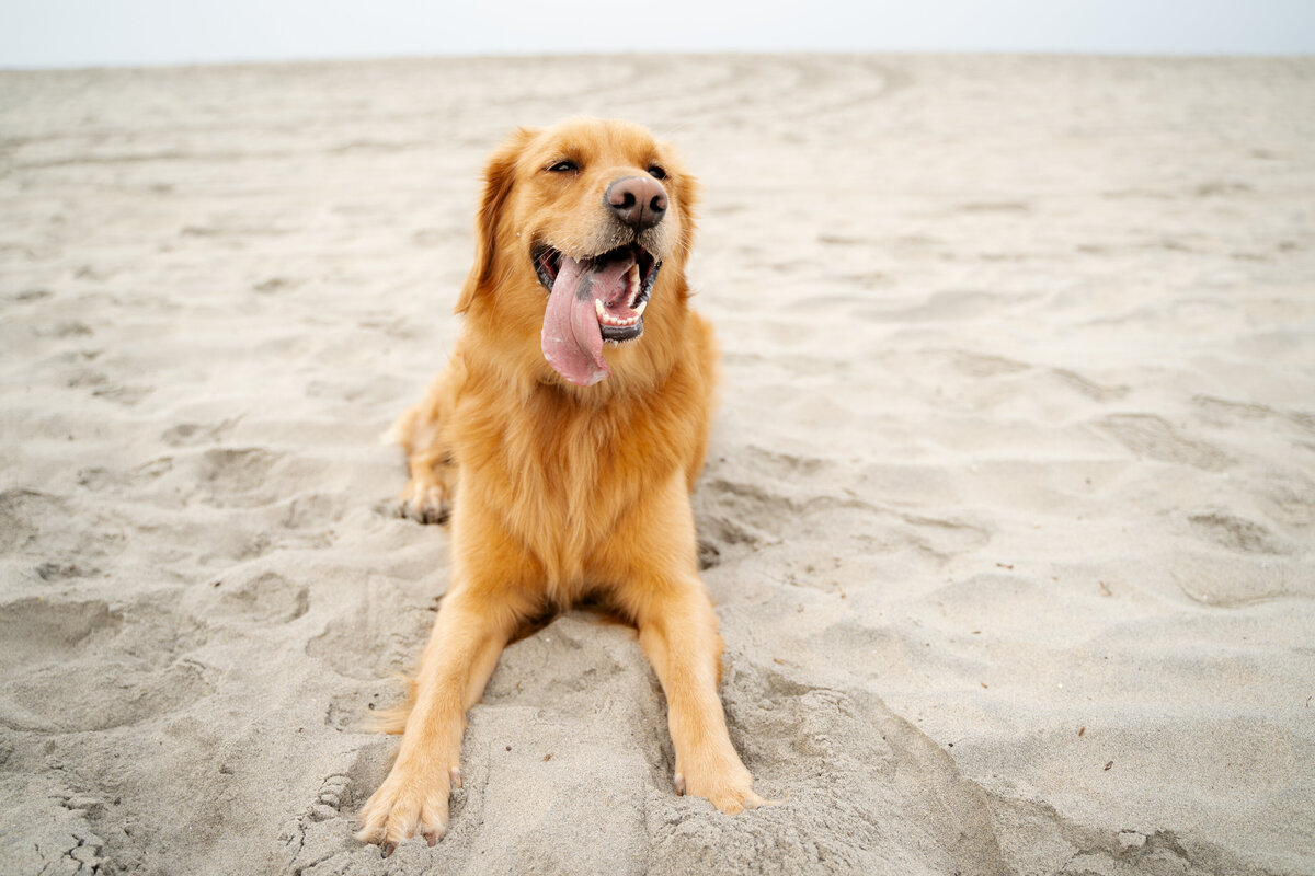 Dog Portrait San Diego