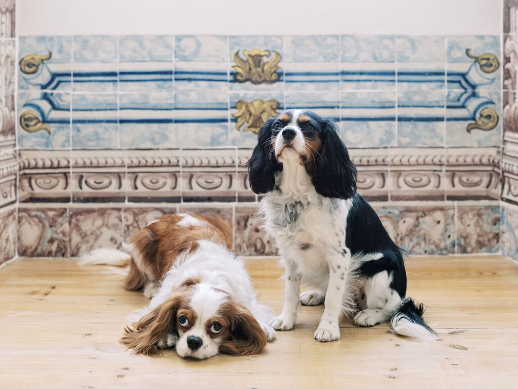 Cavalier King Charles Spaniel