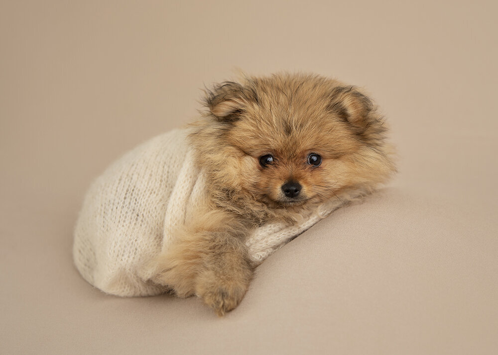 PETS_PUPPYORANGESABLEPOMERANIANINAWRAP