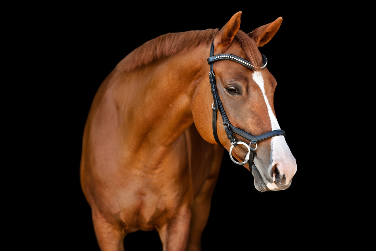 Fine Art Portrait of horse in Tallahassee Florida