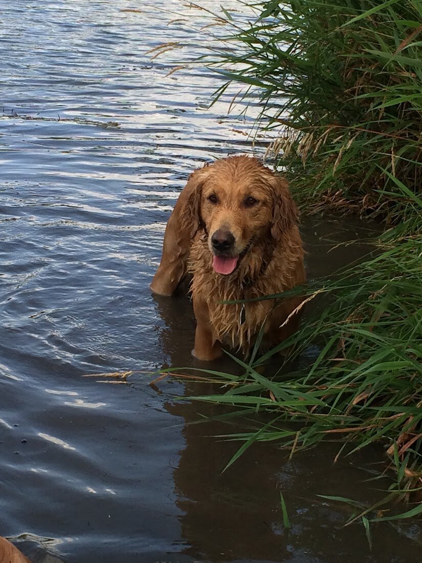 Appelgate-Golden-Retriever-Puppies-Molly-2