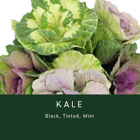Kale