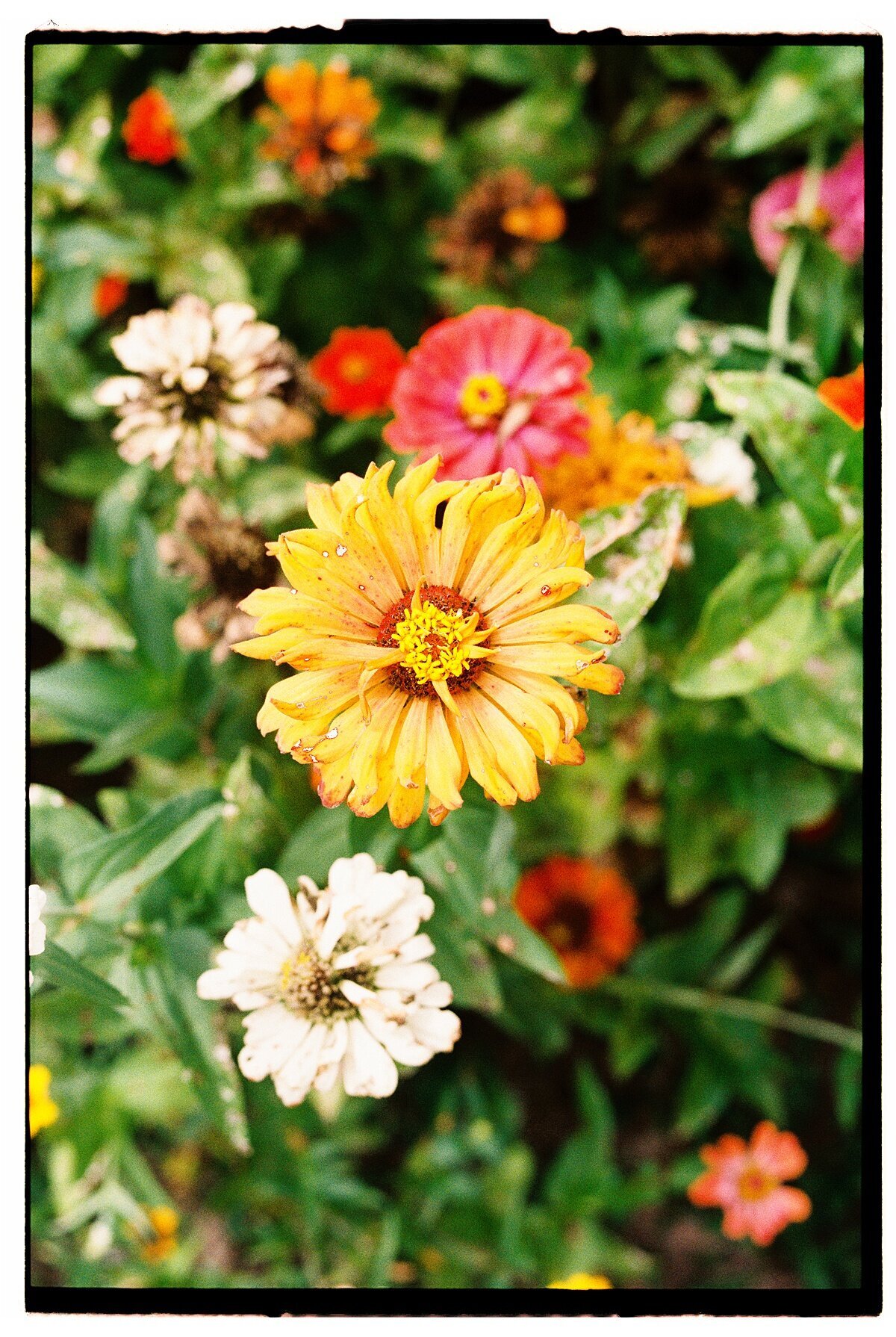 Amber_Watson_Film_Florals (18)