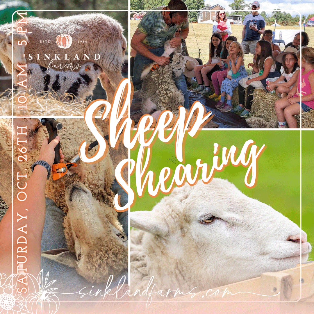 2024Sinkland-Farms_Pumpkin-Festival_Creative-Designs-by-Renee_Sheep-Shearing