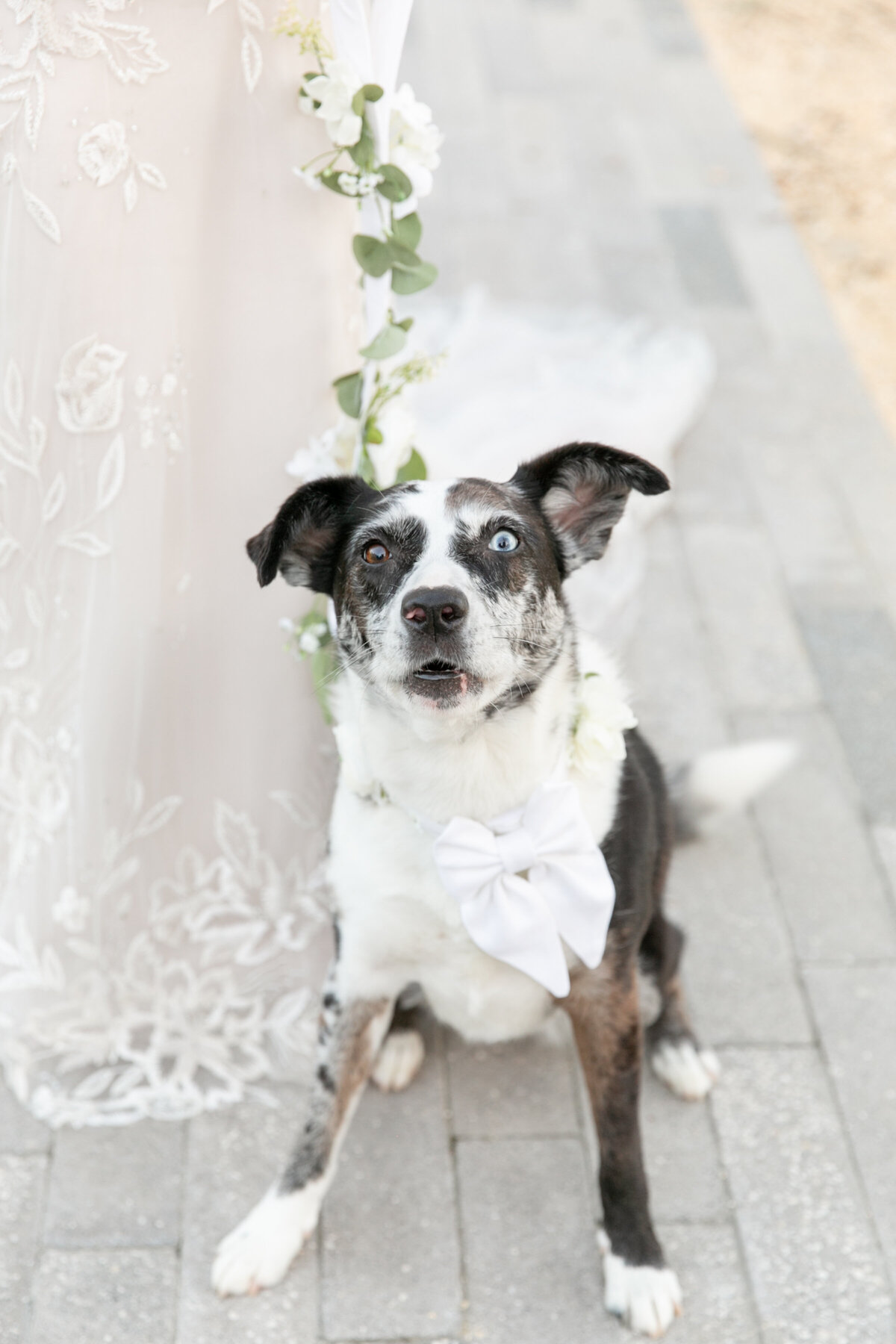 Jaclyn & Tommy wedding  1197