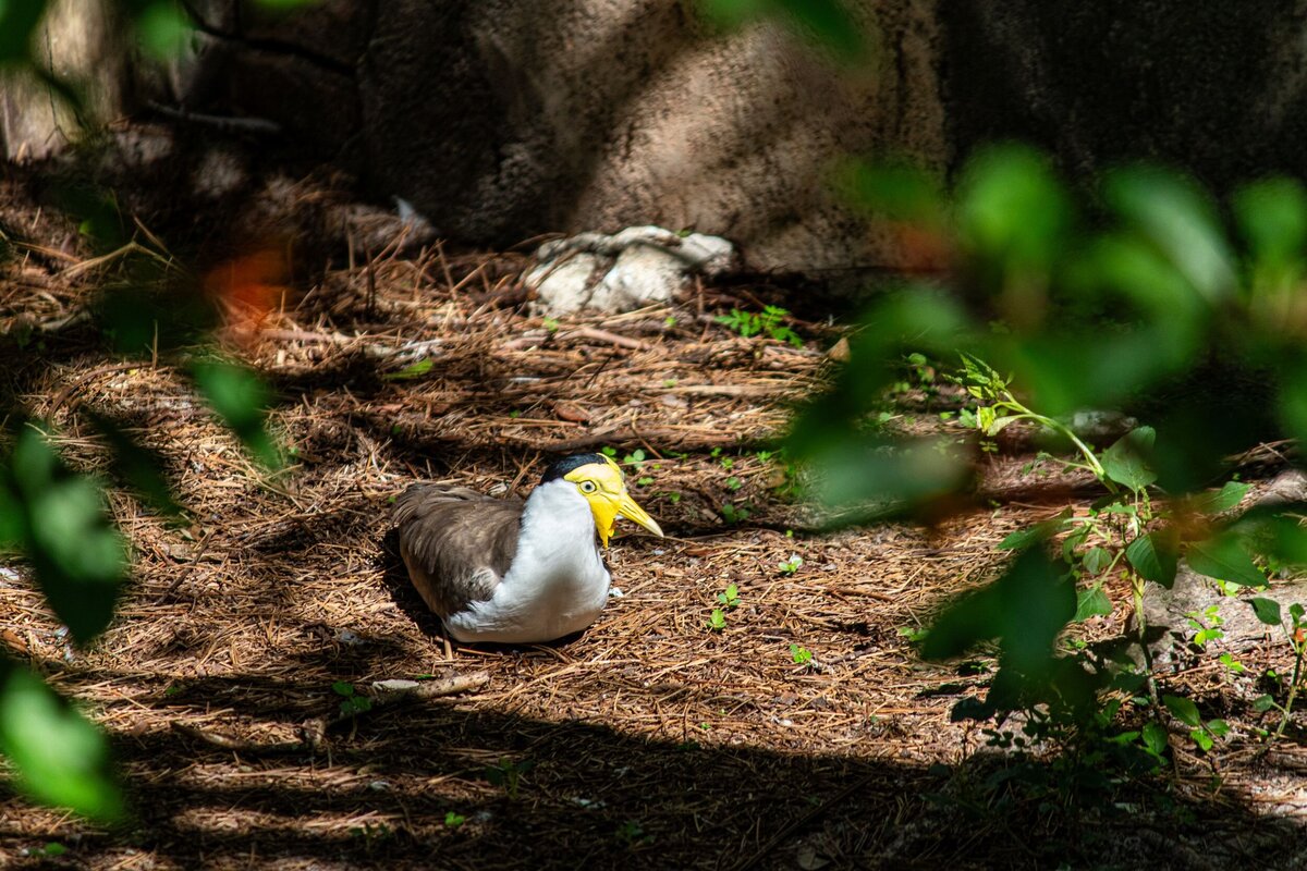 yellow-cheek-bird-003c593a-2500
