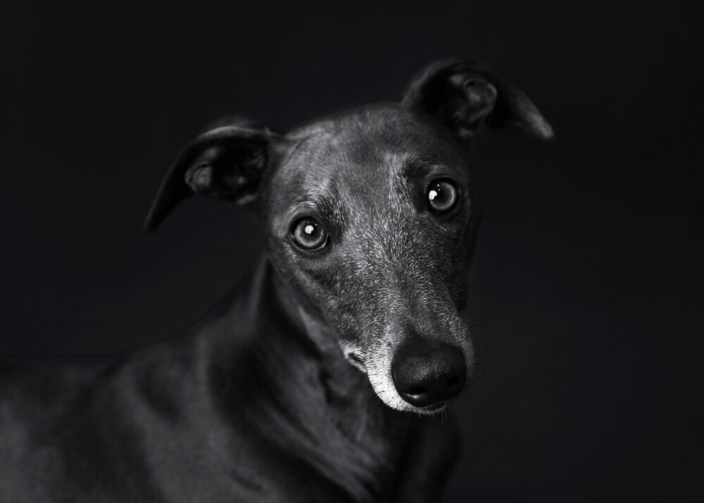PETS_WHIPPETPUPPYDOGGREY