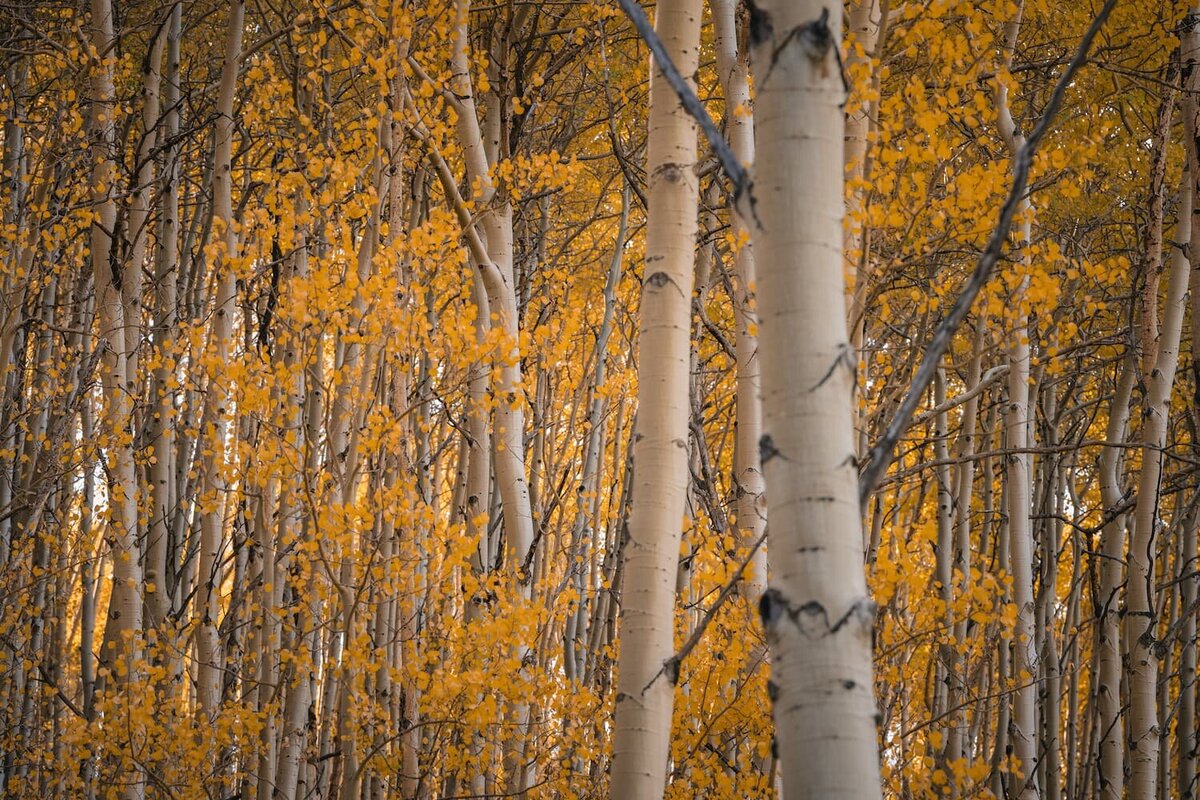 Golden aspen trees in autumn