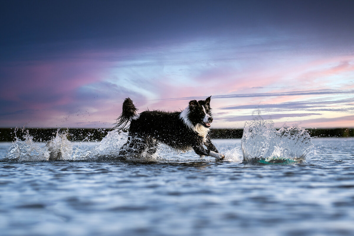 Pets-through-the-Lens-Photography-Surrey—Golden-Hour-Outdoor-Dog- Photography