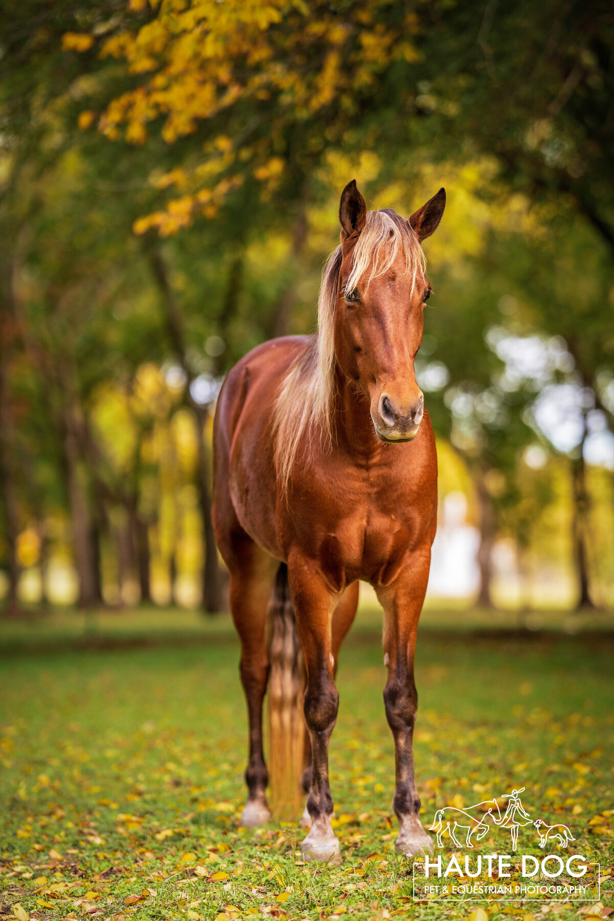 Rocky Mountain Horse stands in a yellow and green autumn tree grove in Coppell, TX.