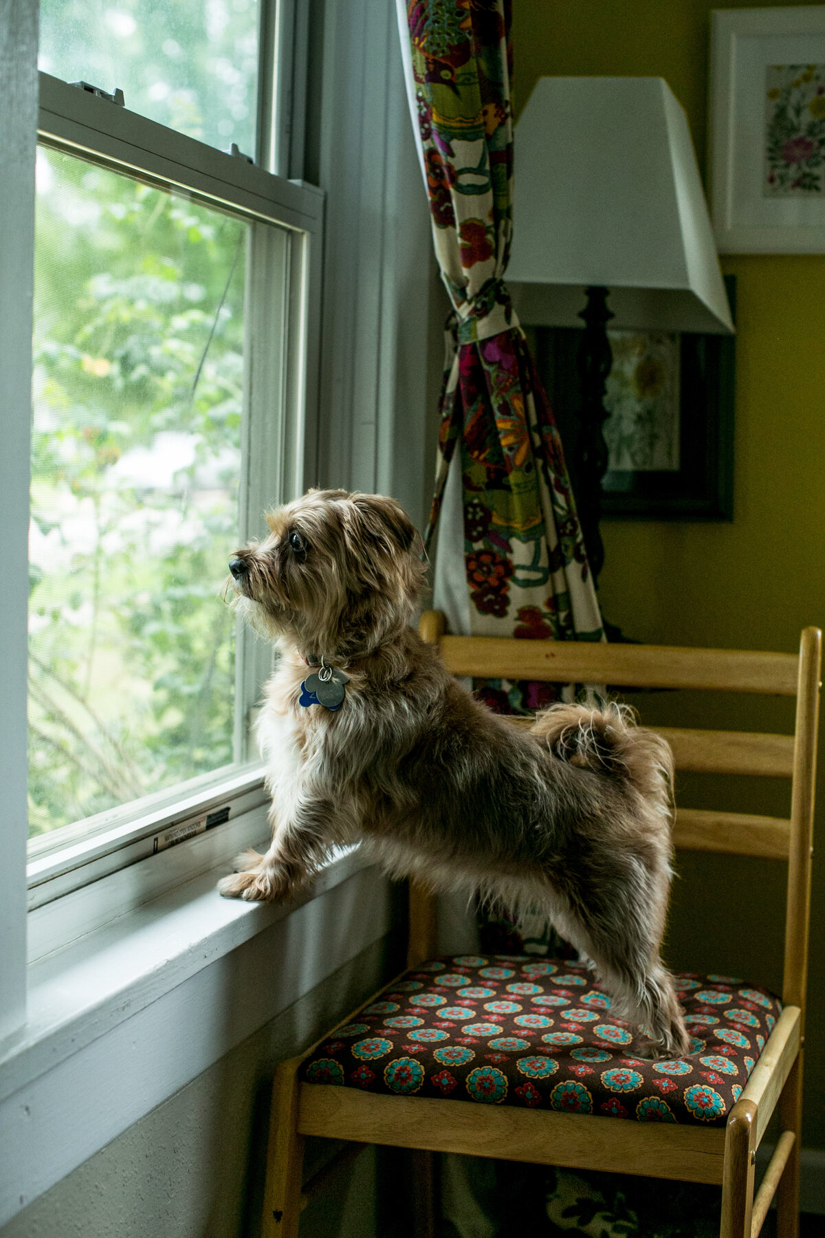 scruffy dog stands on a chair to look out a window