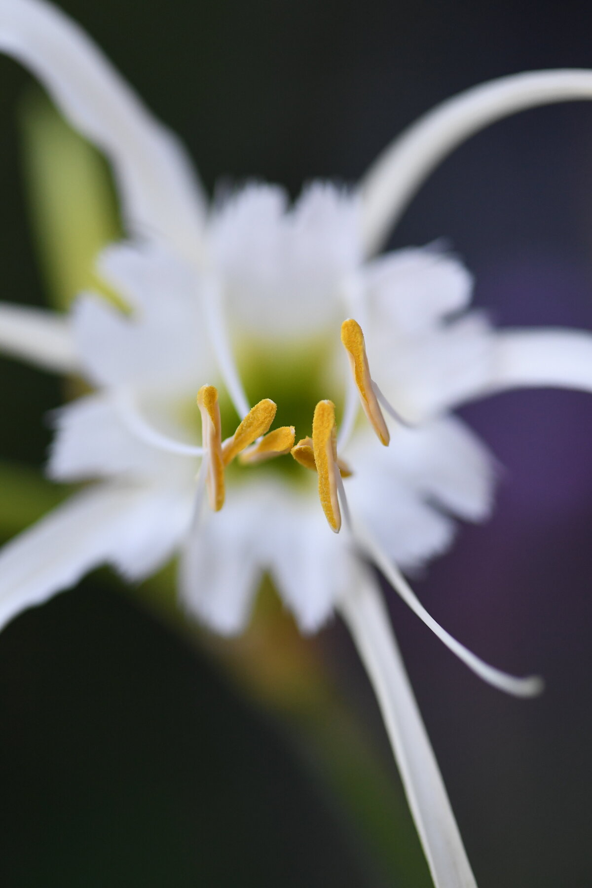 July garden - 158