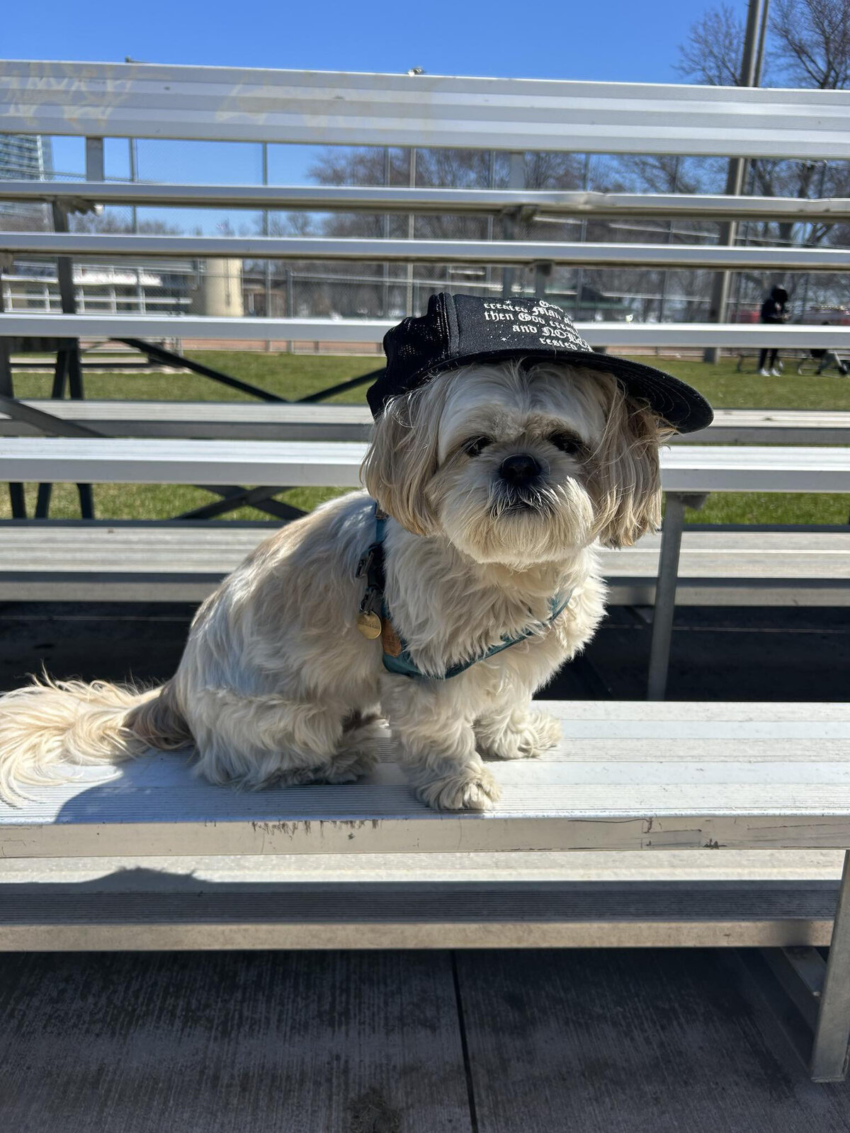 HamiltonToronto-PetSitting-023