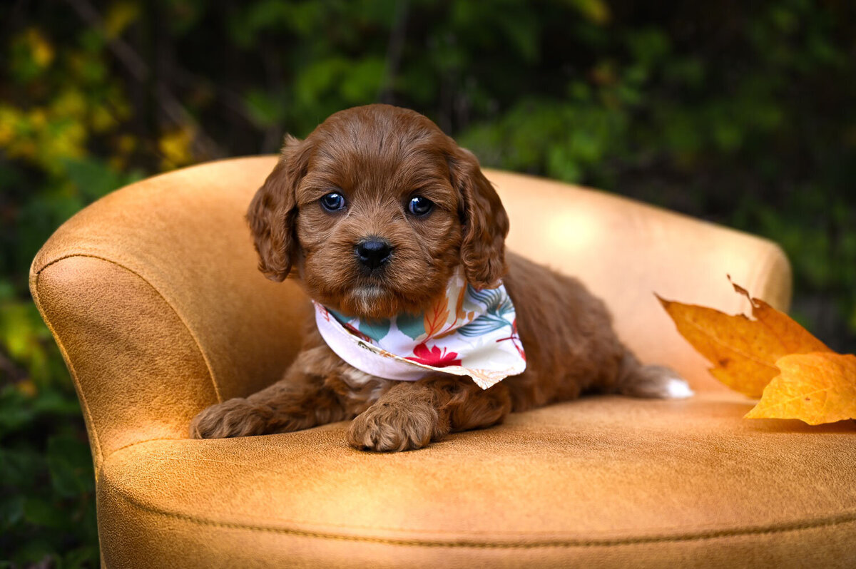 Heavenly Puppies to Love Cavapoo, Cockapoo, and Maltipoo Puppies Photo Oct 23 2023, 2 39 29 PM84