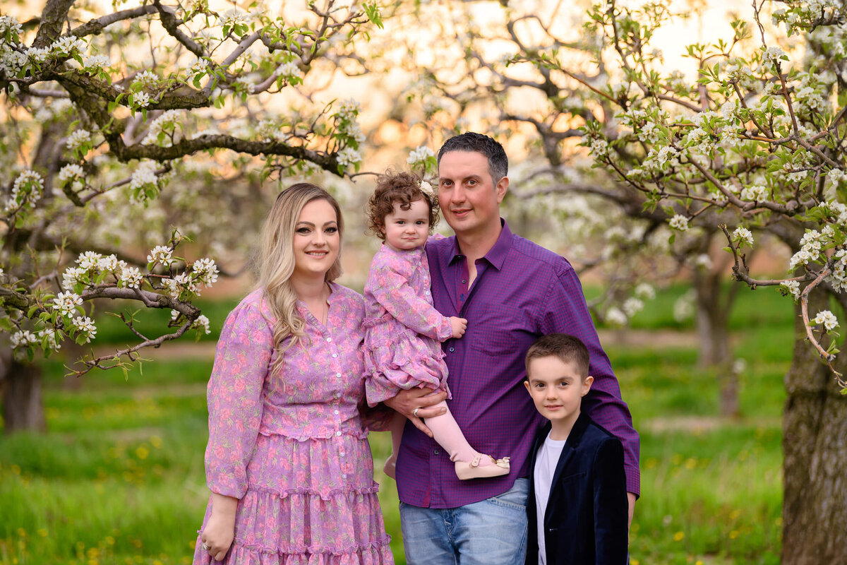 Mom and dad with their son and daughter wearing purple in the white cherry blossom field for their Spring family photos in Burlington, Ontario
