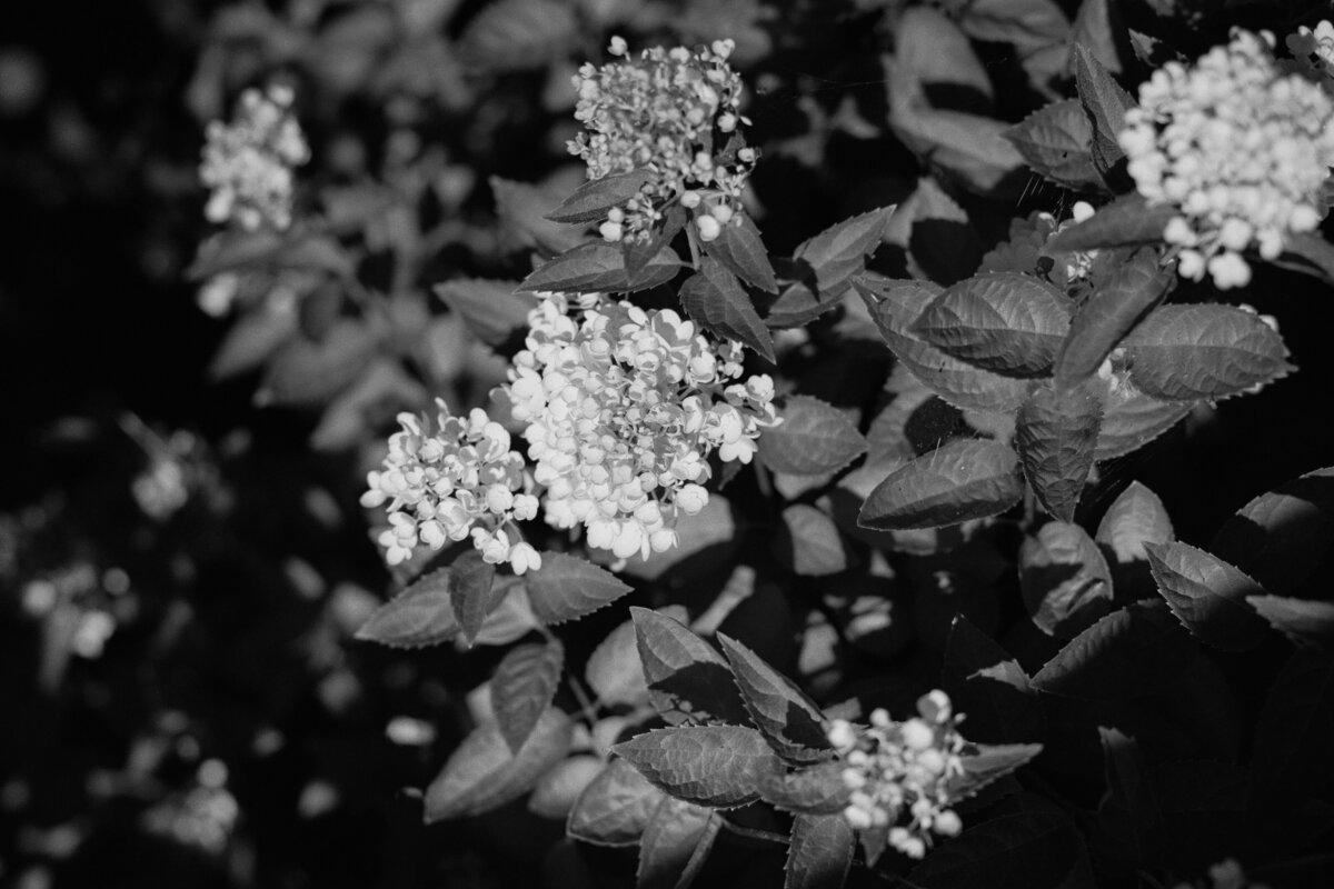 furioso-vineyard-wedding-f-148