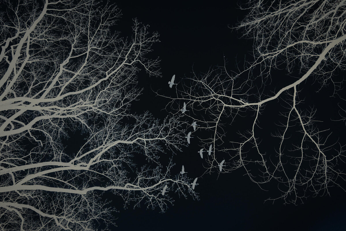 Birds-Trees-Halloween-Haunted--Landscape-Nature-Photography-Chrissy-Donadi