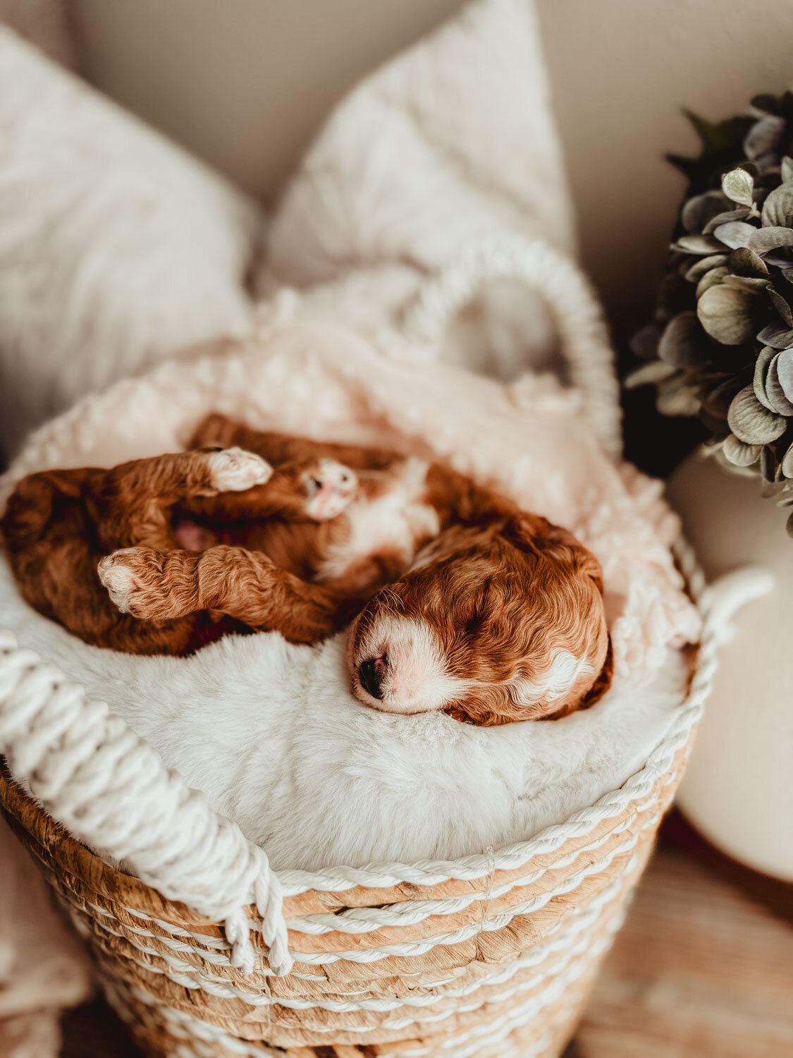 Le Fleur Poodle Puppies -176