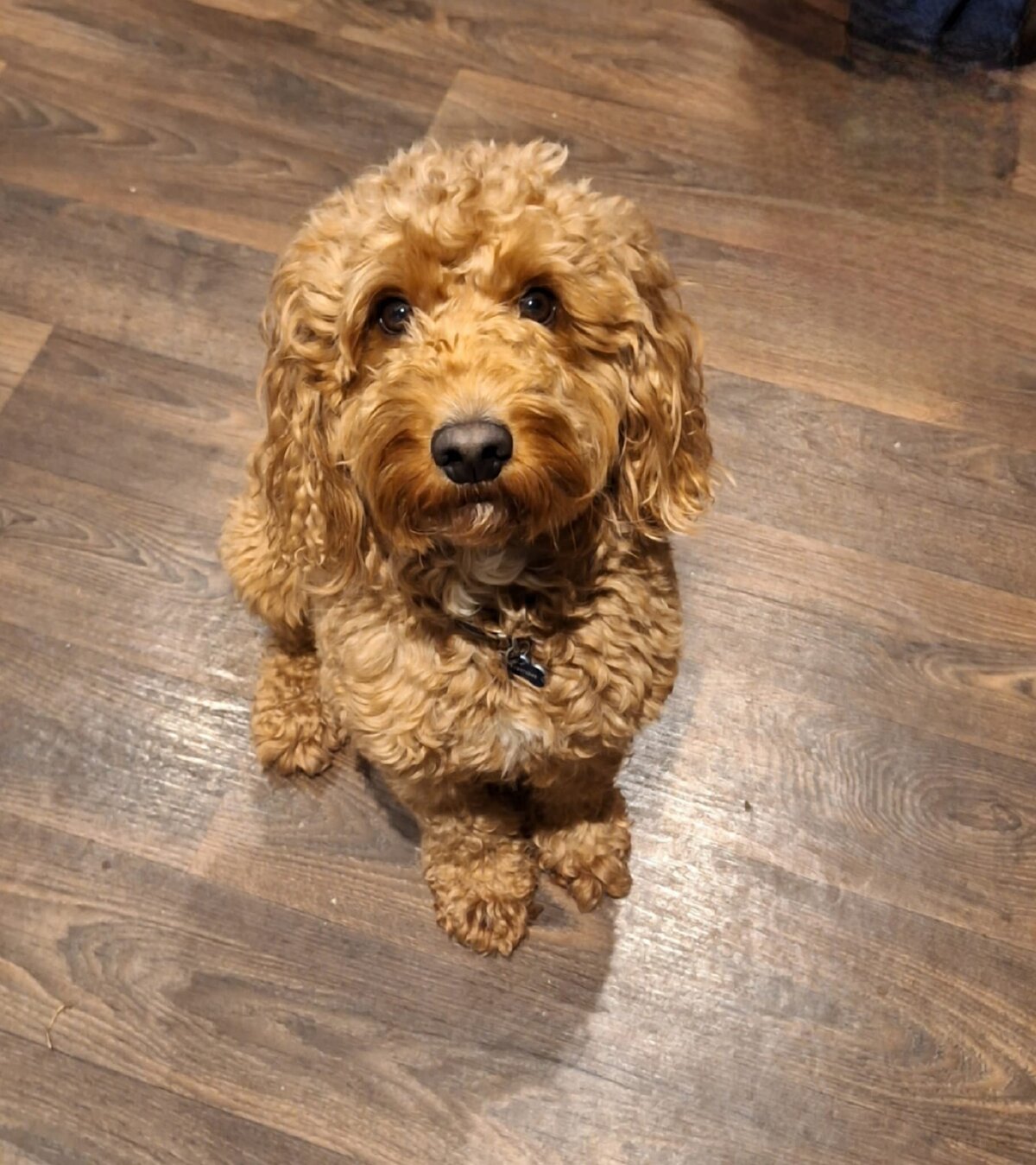 Cokerpoo