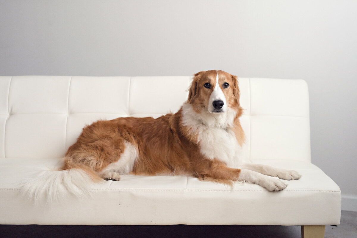 Pet Photography Minneapolis | Megan Engeseth Photography 01