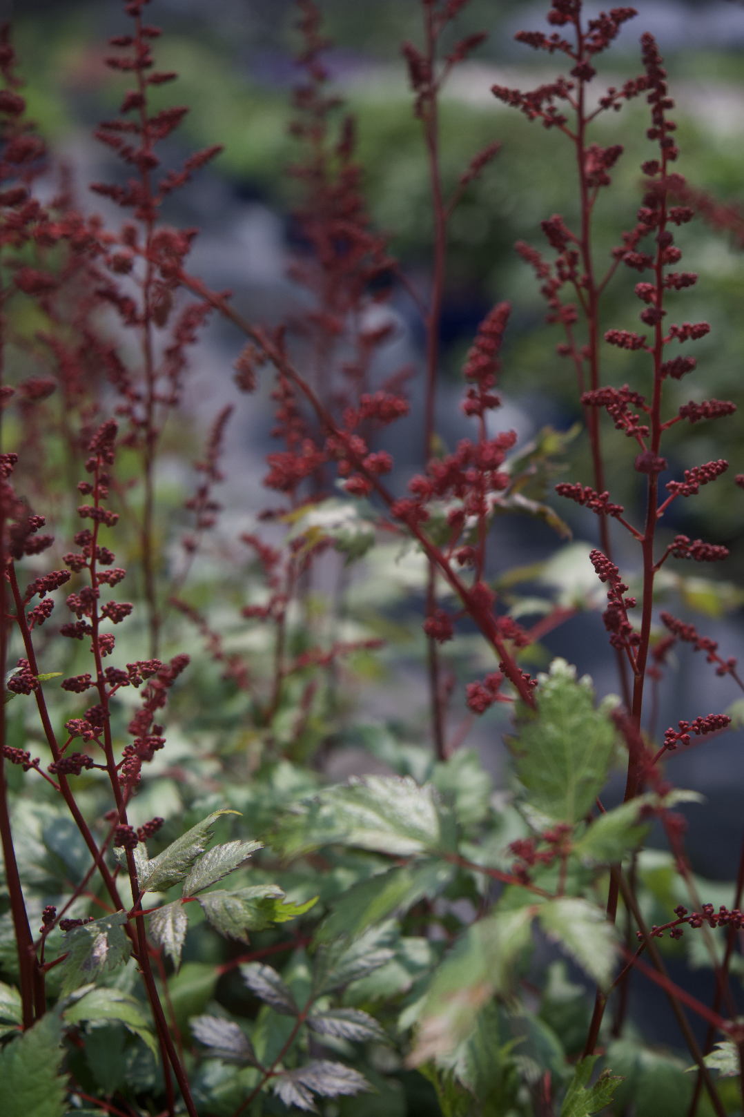 Screenshot 2025-07-21 at 12.23.36 AM