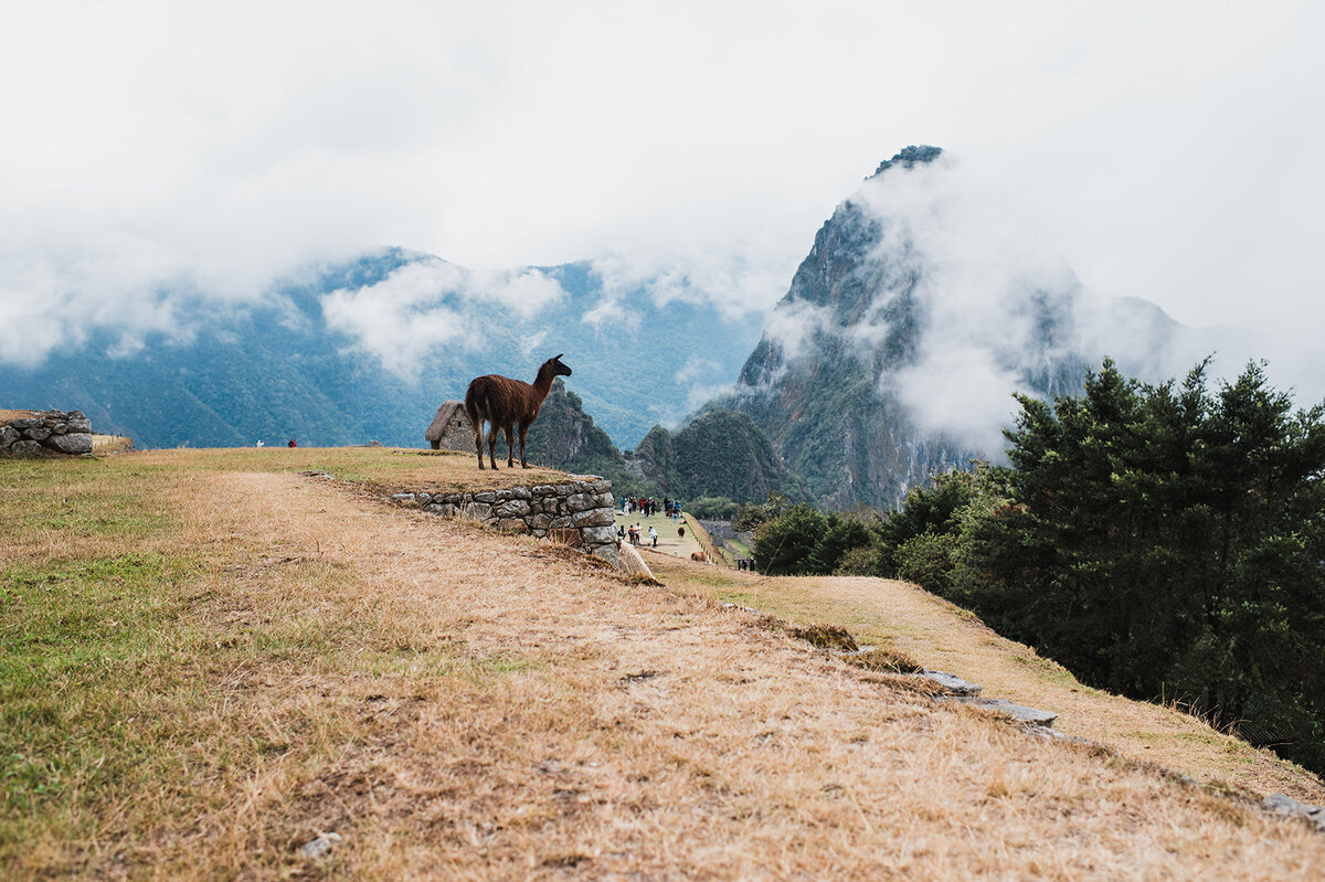 Machu Picchu Alpaca