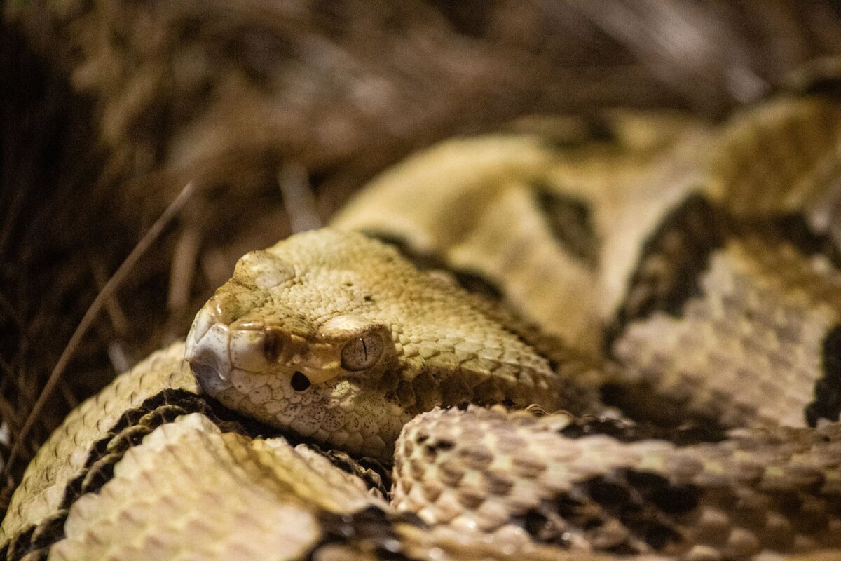 snake-eye-8b67a295-2500