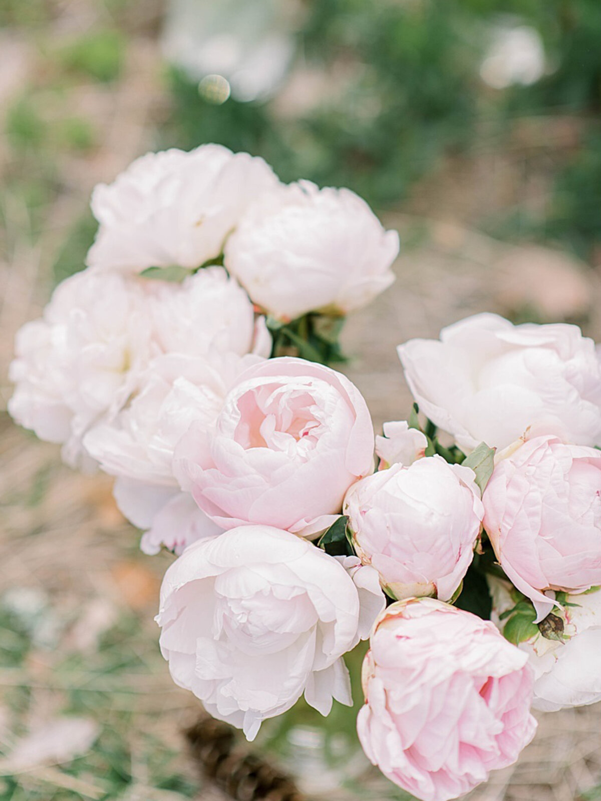 Boston-Wedding-Photographer-StephanieVegliante-27