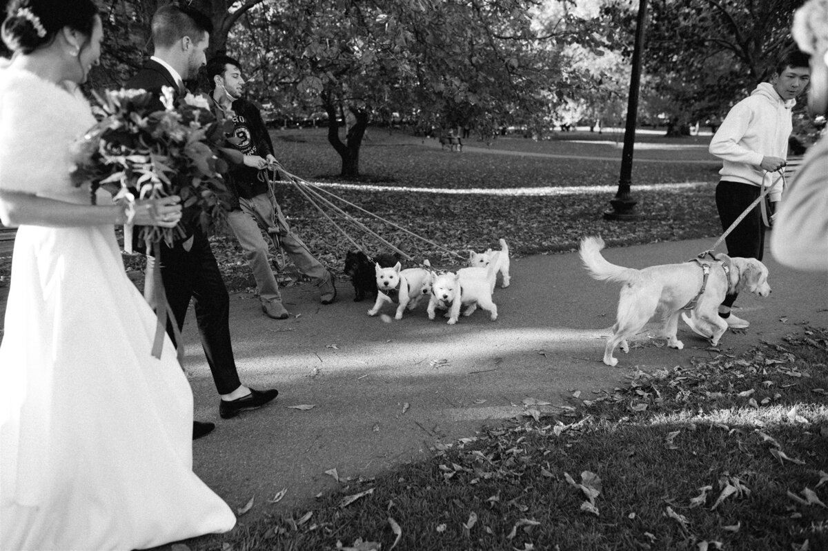 Kate-Murtaugh-Events-Boston-Public-Garden-bride-groom-dog-walker-wedding-planner